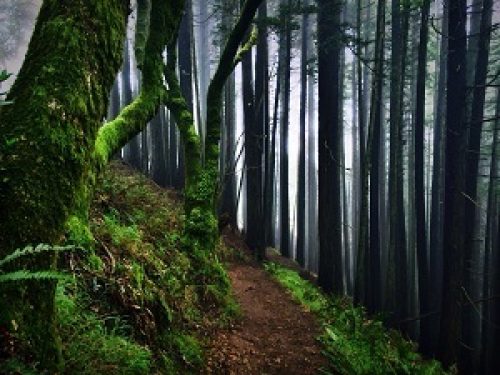 The Dipsea Trail in the Marin Headlands in Marin County is a favorite of North Bay Area Exercise & Fitness Residents.